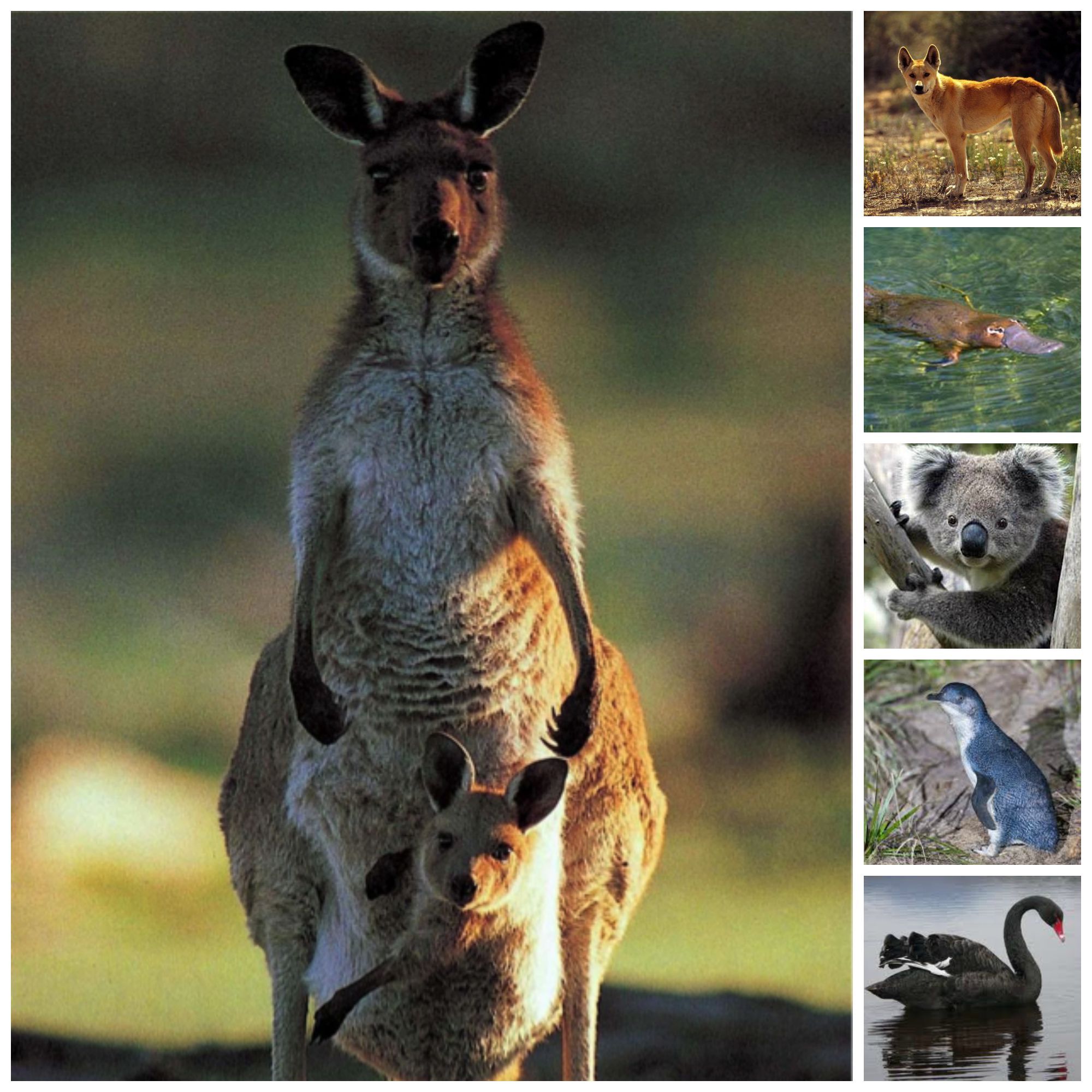 Animals australia