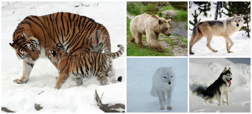 Animals de Rússia