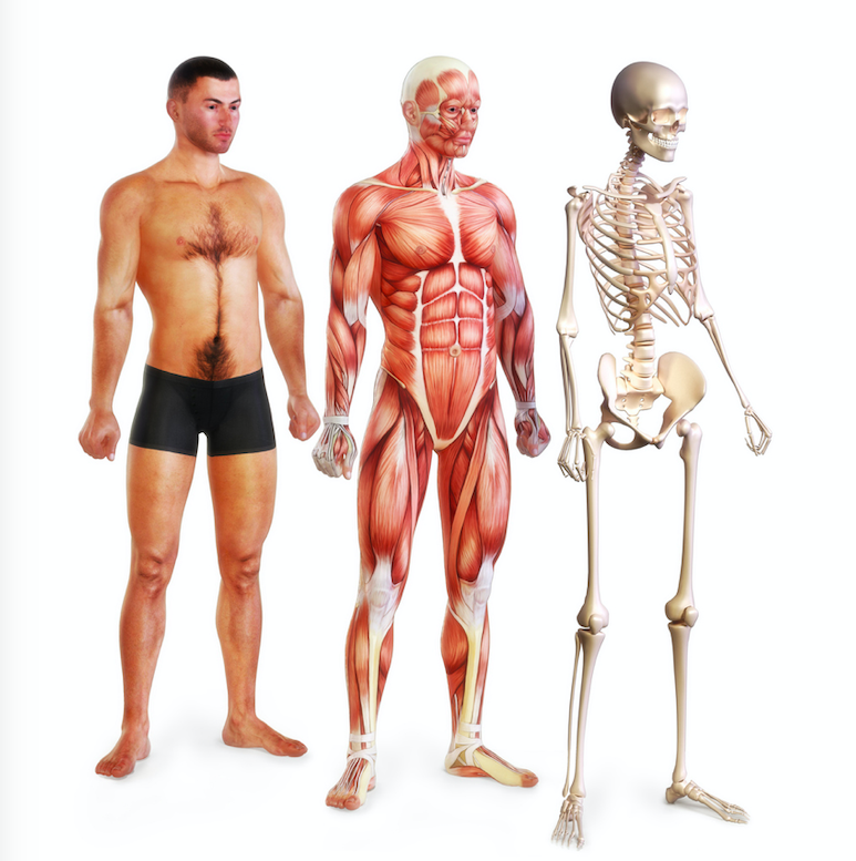 UN cos humà, un esquelet i un cos de músculs